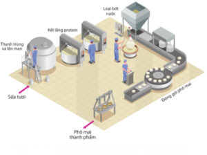 quy trình sản xuất phô mai